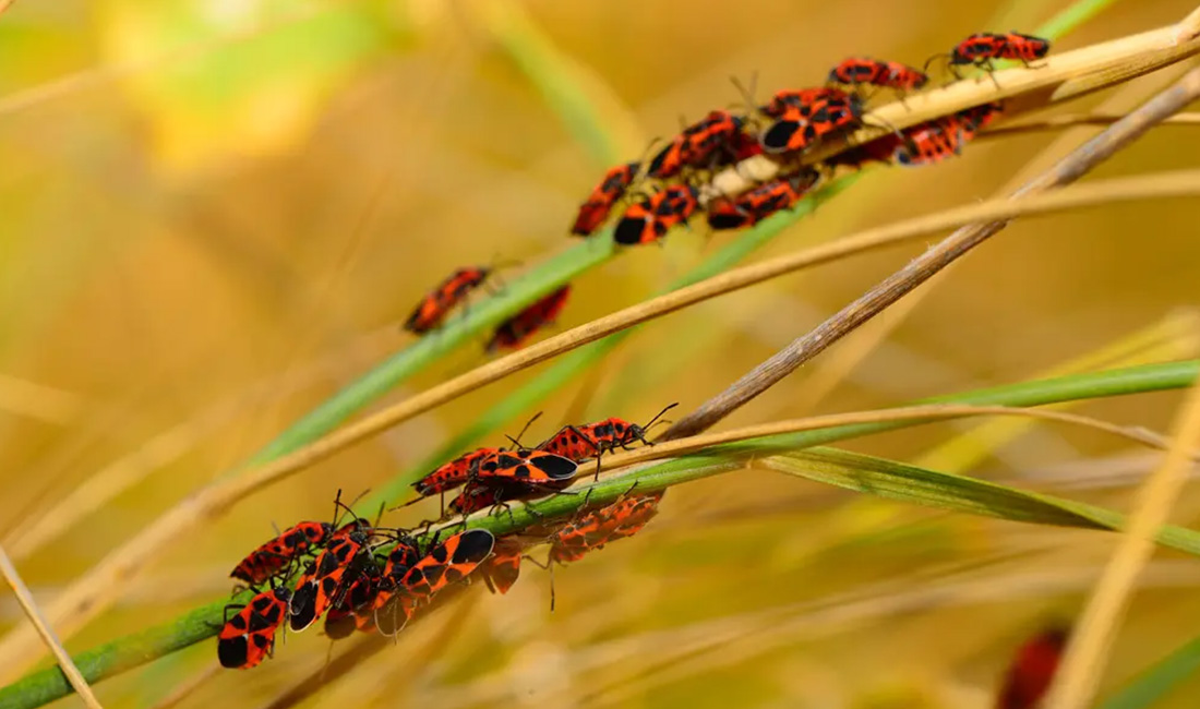 How to Keep Bugs off Patio Furniture