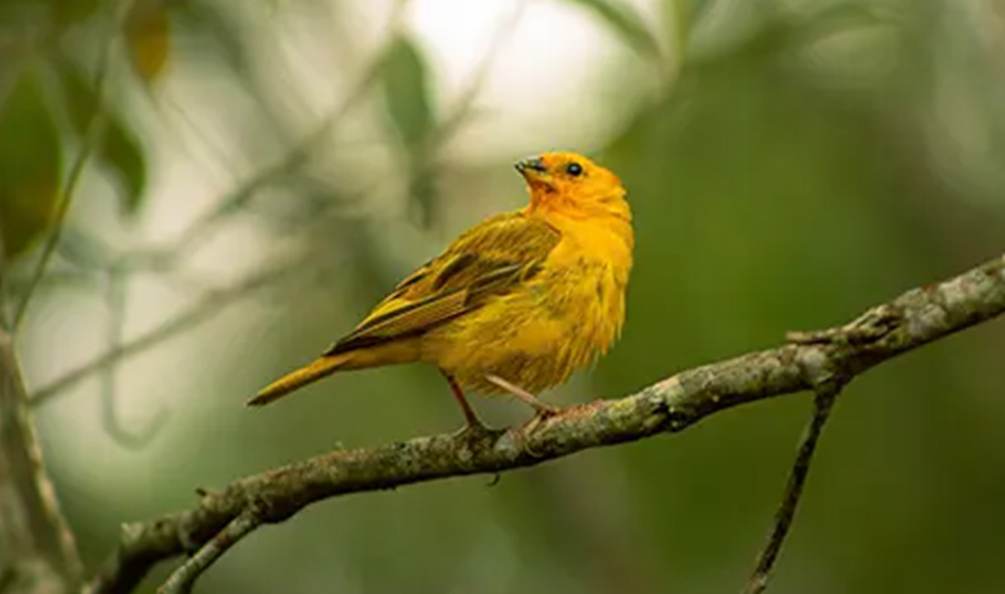 How to Keep Birds off Patio Furniture