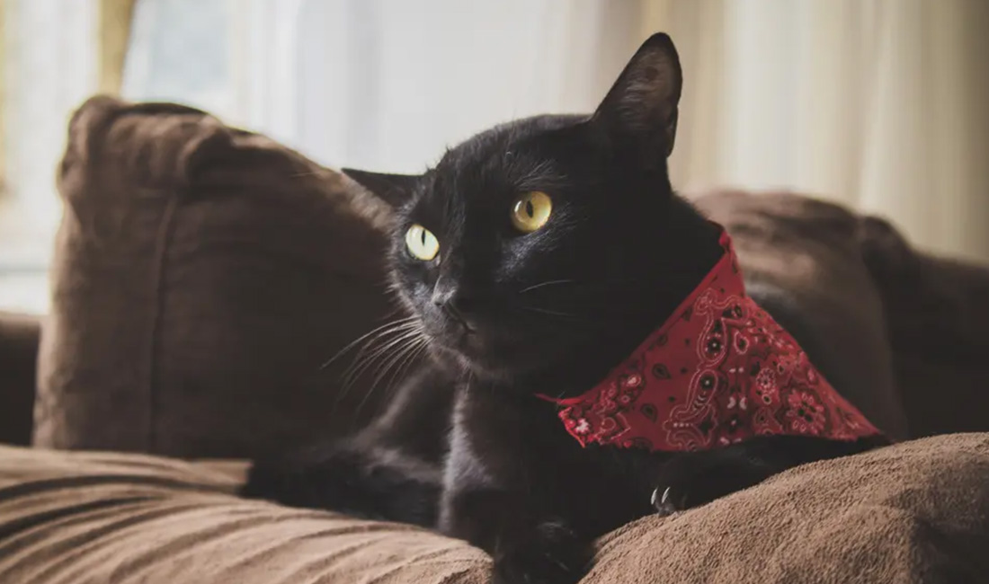 How To Keep Cats off Outdoor Furniture Cushion